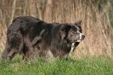 BORDER COLLIE 1460